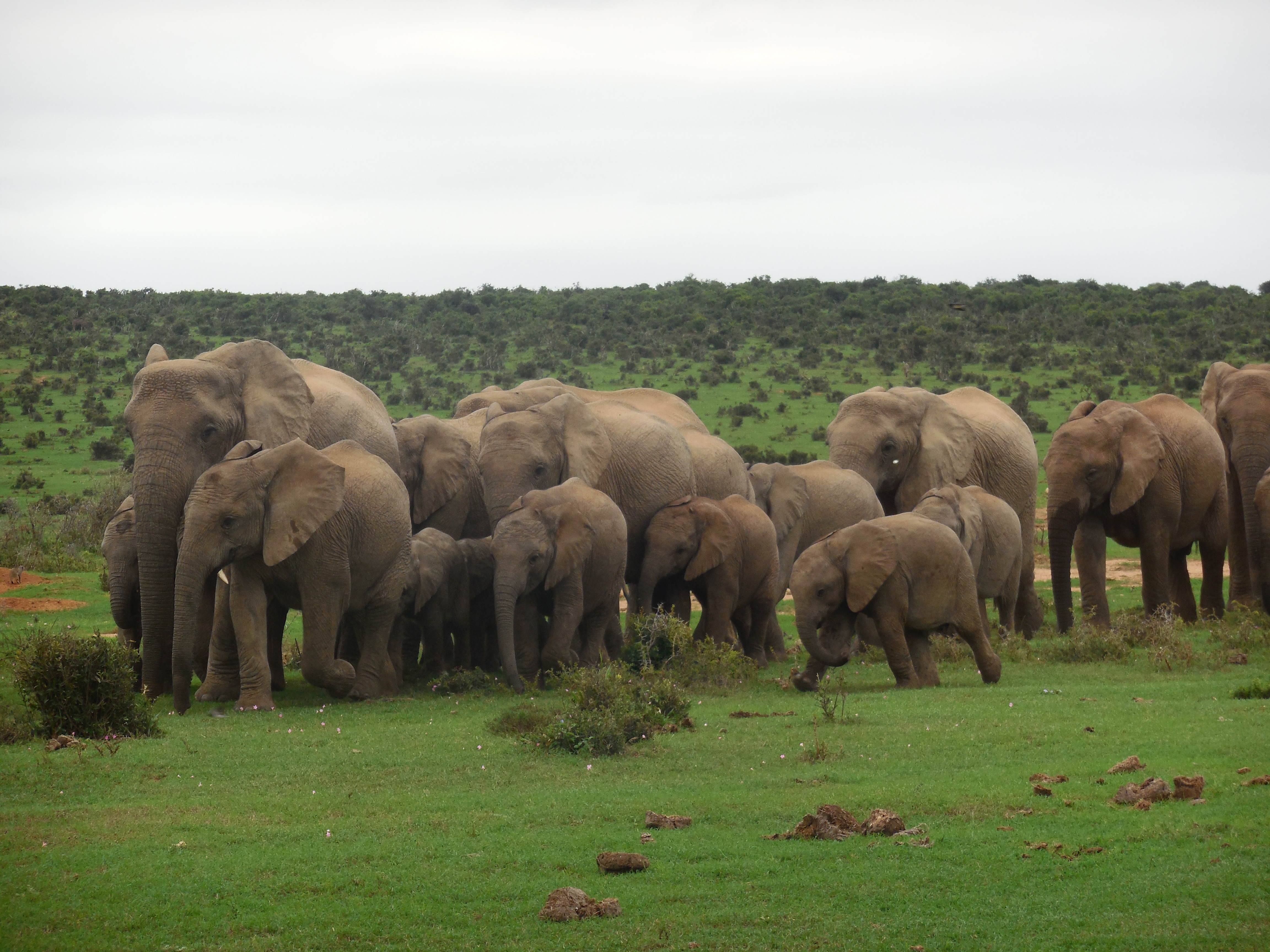 Elefantenherde Afrika