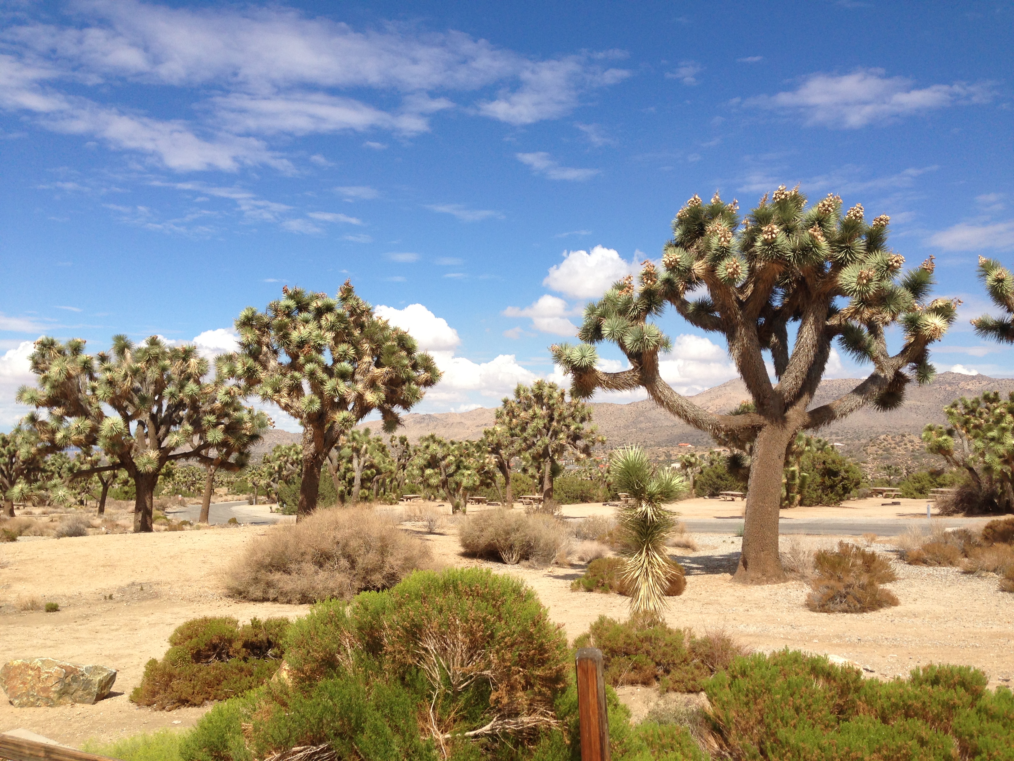 Joshua Tree USA