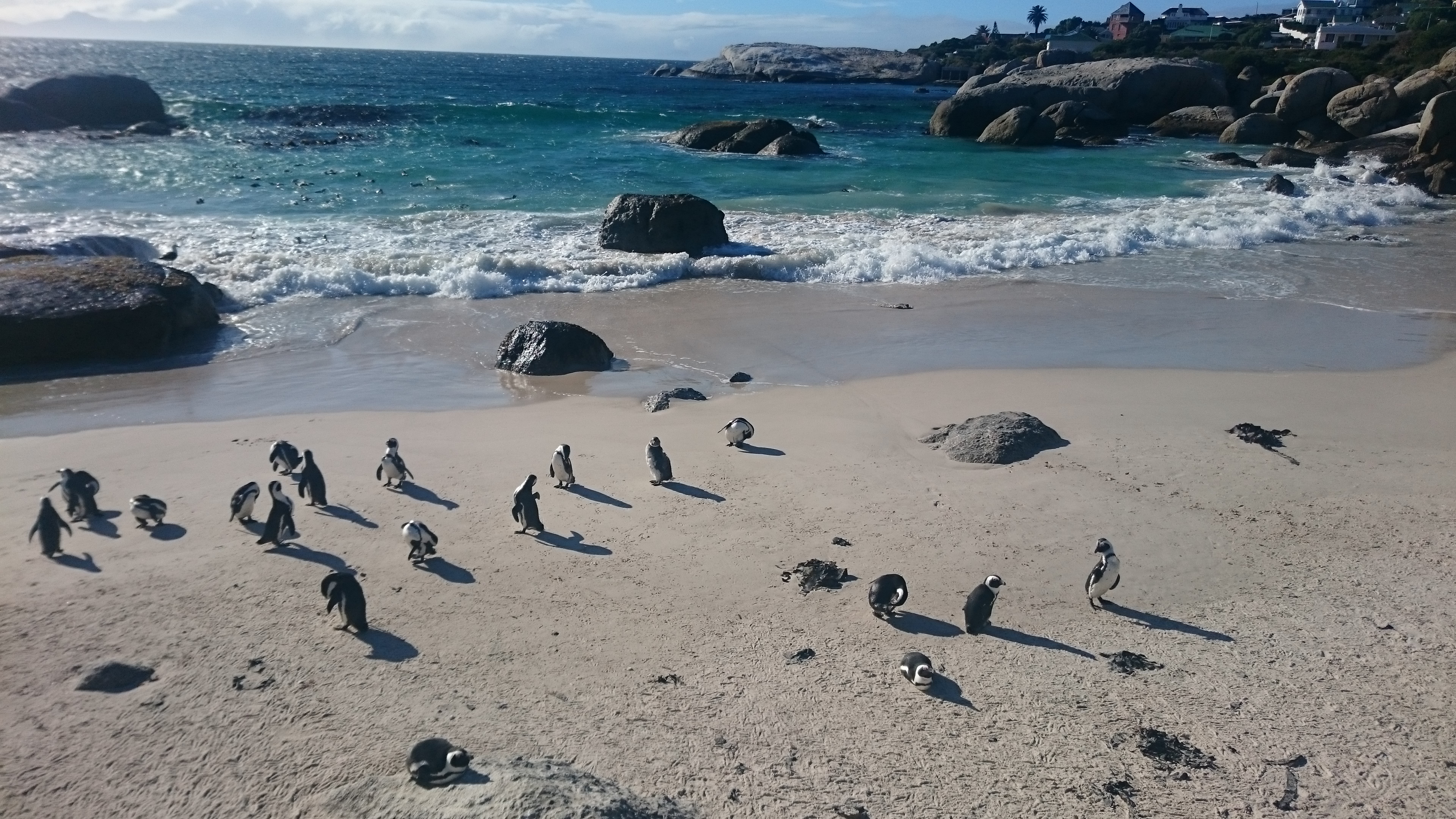 Pinguine Südafrika
